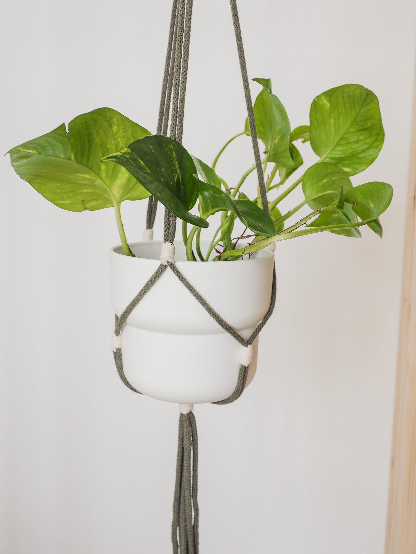 Suspension de plante • Coralie