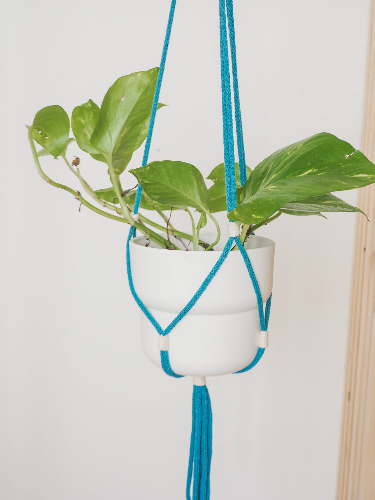 Suspension de plante • Coralie